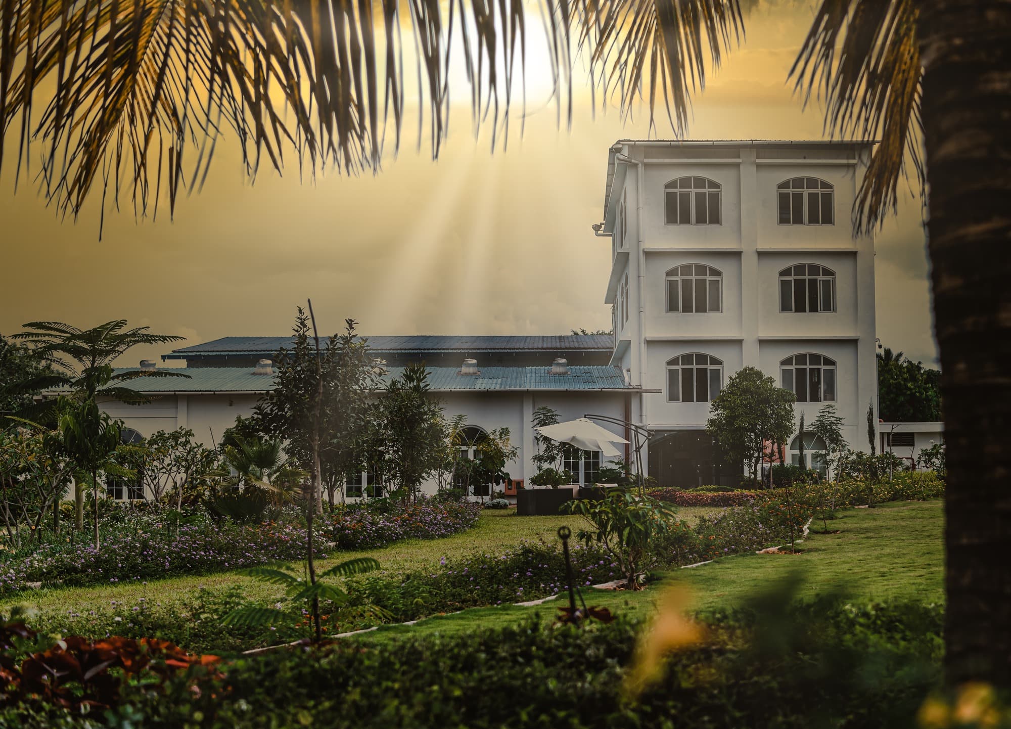 A Legacy Shaped by a 400-Year-Old Banyan Tree