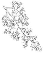 Step 1 illustration