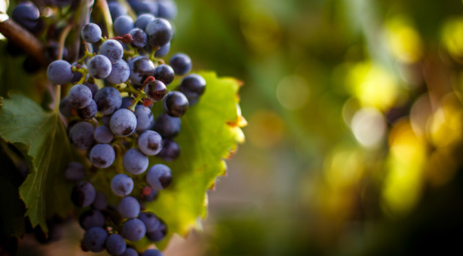 Harvesting season - winemaking process