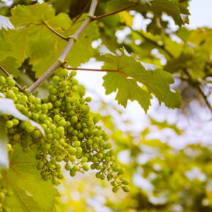 Wine Tour
