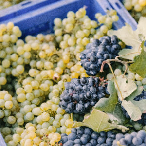 Grape Stomping